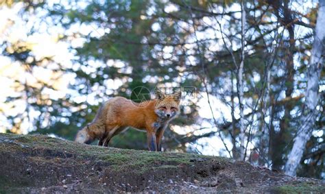 红狐狸Vulpesvulpes在加拿大Algonquin公园秋高清图片下载-正版图片505061091-摄图网