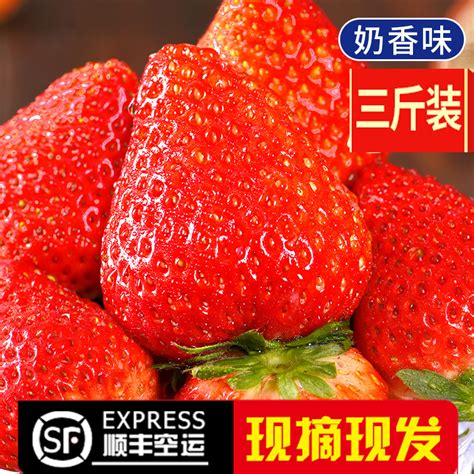四川成都新鲜草莓当季现摘水果红颜奶油牛奶巧克力丰裕美大草莓-淘宝网