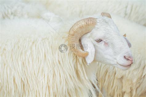 农场里的白羊是近景高清图片下载-正版图片503267999-摄图网