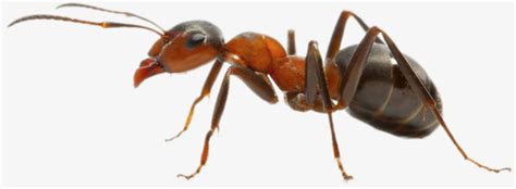 卡通小蚂蚁免抠PNG图片素材下载_蚂蚁PNG_熊猫办公