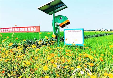 新农人付文华：创新农业技术服务，用小柑橘成就大梦想 - 怀化 - 新湖南