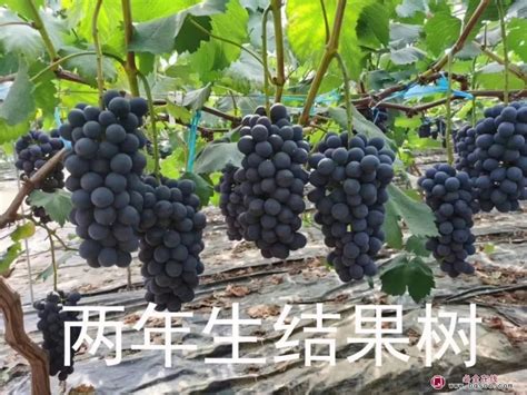 红提葡萄苗价格多少钱一棵-花木行情-中国花木网