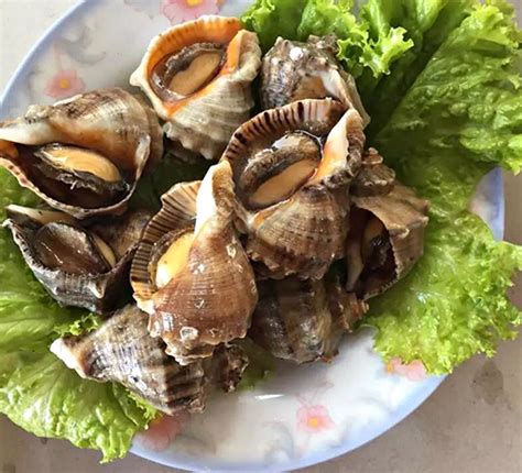 海螺男友图片