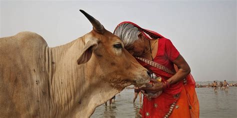印度成为最大牛肉出口国 – 北纬40°