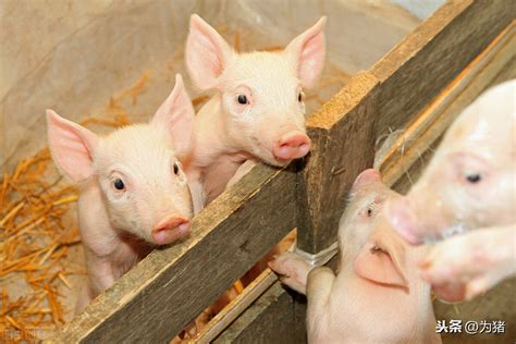巴西一个保持高健康度的猪场，它的生物安全是如何做的？ - 猪好多网