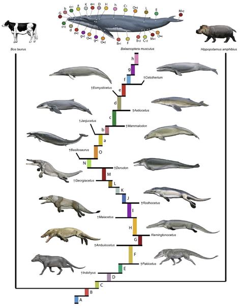 鲸鱼的尾鳍是由尾巴还是后肢进化而来的？ - 知乎