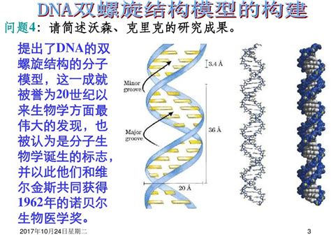 DNA分子的结构_火花学院