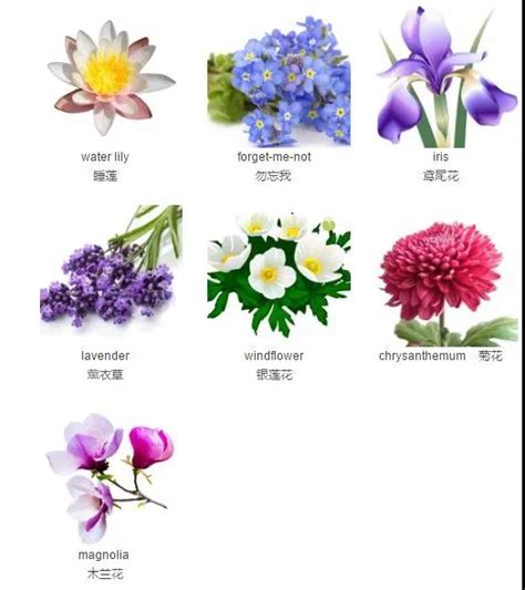“花花”世界 各种花语的英文表达_教育_腾讯网