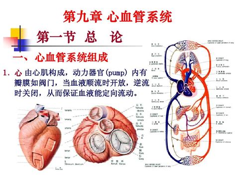 心血管系统解剖学课件07_word文档在线阅读与下载_免费文档