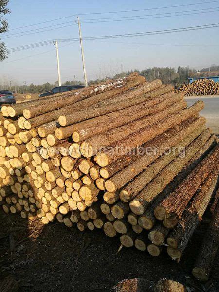 我厂区出售新鲜松木和杉木原木，长度/直径按要求采伐，货在贵州地区！ - 正材网