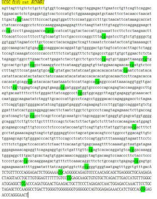 ncbi查找目的基因序列_小坑科研技术日记（七）教你如何利用NCBI寻找目的基因...-CSDN博客