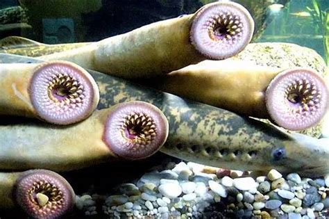 七鳃鳗为什么叫僵尸鱼