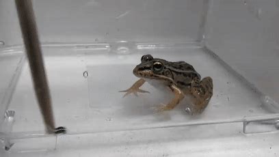 地球上最凶猛的青蛙：个子小不足50克重，却以毒蛇为主食__凤凰网