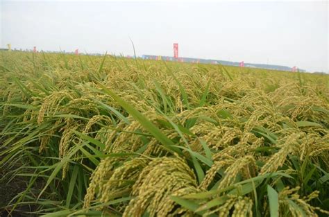 三积温带高产水稻品种,水稻矮杆高产品种,水稻品种天稻261(第4页)_大山谷图库