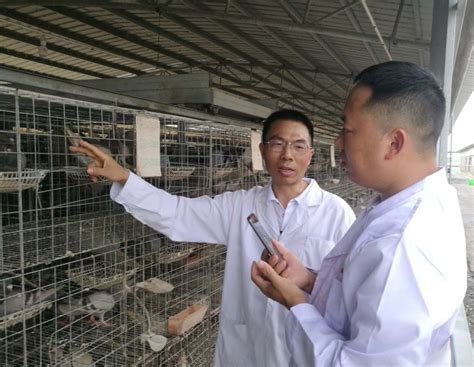 直播助推肉鸽养殖业复工复产_广西_广西壮族自治区农业农村厅