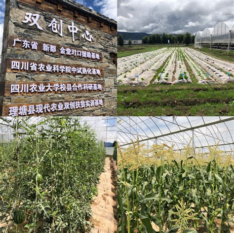 甘孜县青稞农业产业基地 | 投稿