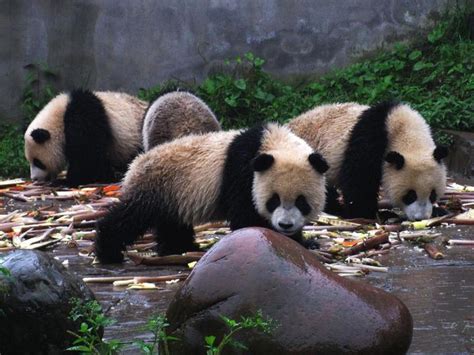 明年5月来熊猫基地 一张门票不仅能看熊猫 还可畅享吃玩游购_四川在线