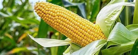 中国买买买，美国单日玉米出口创30年新高|界面新闻