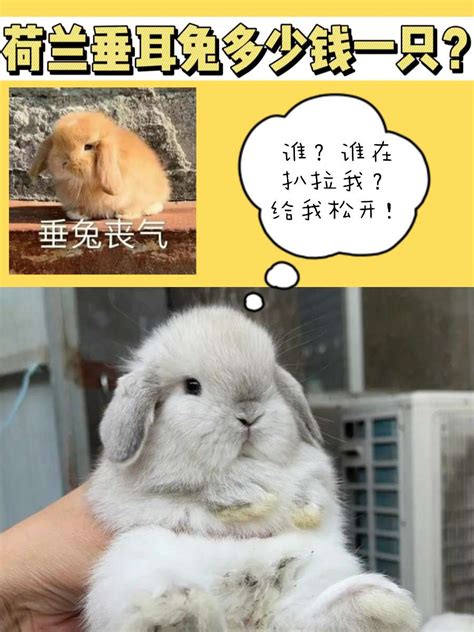 黄色长毛垂耳兔动物PNG图片素材下载_图片编号qpjakabq-免抠素材网