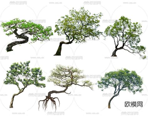 Tree | 一般树 —— 概念、建立与凹进输出_树的建立-CSDN博客
