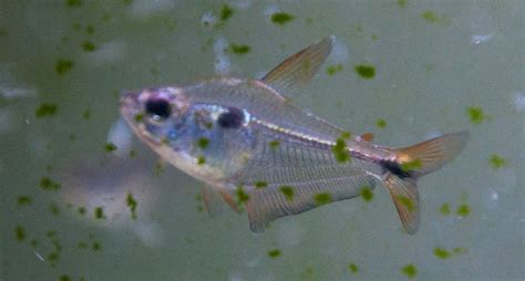 疑似蝴蝶凯蒂 / Hyphessobrycon procyon - 小型鱼类 - CTA南美水族