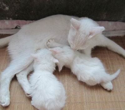 【科普】母猫不一定是三色猫，但三色猫一定是母猫？！