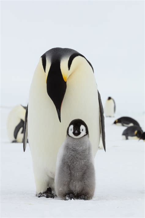 毛茸茸的企鹅是什么种类-百度经验