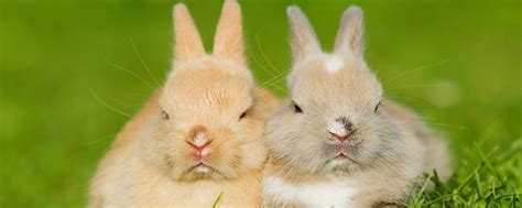 宠物兔种类,宠物兔品种,宠物兔的种类,兔子种类--56宠物网
