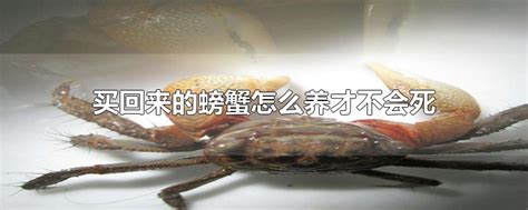 买回来的螃蟹怎么养才不会死 - 早若网