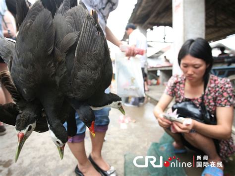 广西灵川迁徙野鸟被大肆捕猎叫卖(组图)_凤凰网