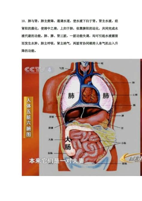 器官图分布图图片