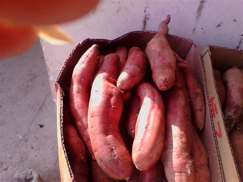 红薯品种 — 绿果农产品品种