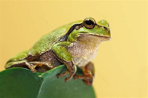 野生动物青蛙高清图片下载-正版图片307763095-摄图网