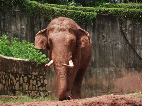 广州广州动物园大象在地上游玩摄影图配图高清摄影大图-千库网