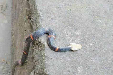 罕见白头蝰蛇现身水钢厂区 我国27种毒蛇中毒性最强_新浪贵州_新浪网