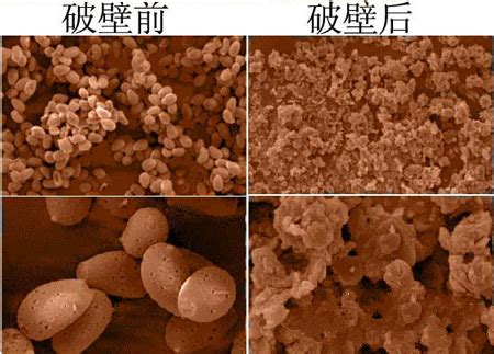 破壁灵芝孢子粉对人体能够产生何种作用？