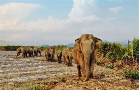 泰国野生大象嫌皮卡不礼让 马路上暴怒掀翻车后离开|大象|皮卡|司机_新浪新闻