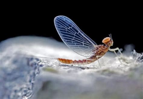 为什么昆虫的寿命那么短，而白蚁后的寿命却那么长？