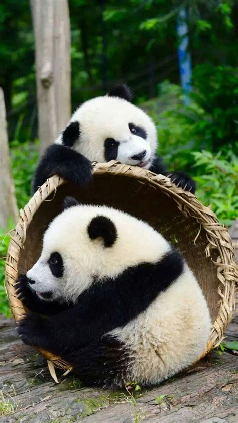 最近很火的大熊猫西直门三太子萌兰头像可爱来袭_配图网
