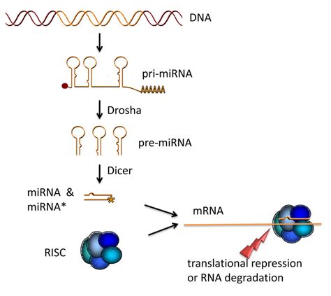 经验分享：miRNA与及其相关疾病简介_调控