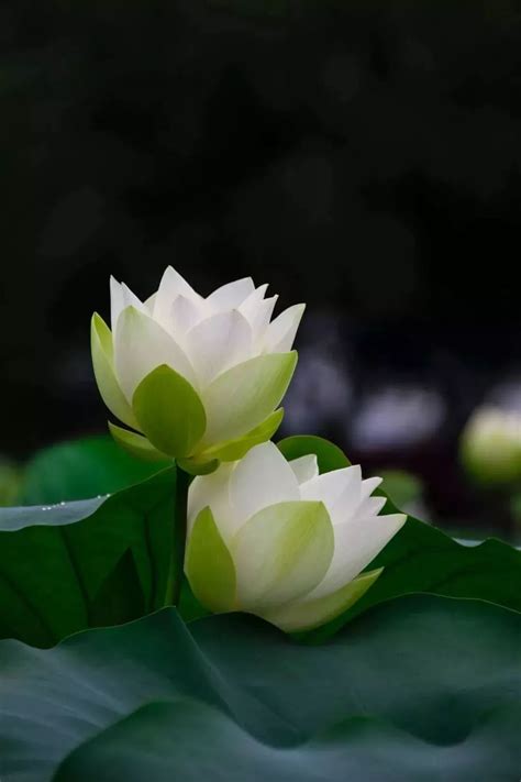 优美花图片大全各种高贵大气美丽花图片大全2022已更新今日热点
