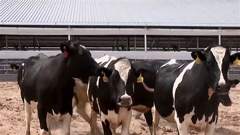 奶牛养殖场视频素材,农业畜牧视频素材下载,高清1920X900视频素材下载,凌点视频素材网,编号:361706