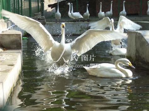 江西九江：32只被救小天鹅动物园中恢复良好-人民图片网