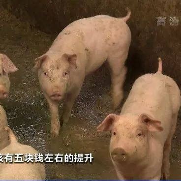 猪肉价格降4成！元旦、春节还会再涨吗？_生猪_生产_养殖