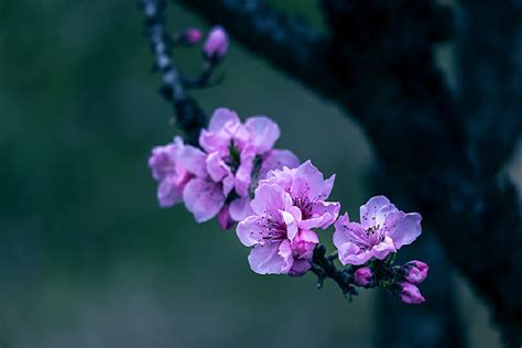 花满枝头图片_花满枝头设计素材_红动中国