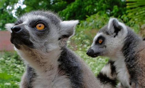 好奇的兽马达加斯岛公园的环尾狐猴两只小好奇地来看发生了什么avifauna荷兰马达加斯岛公园的环尾狐猴两只小好奇地来看发生了什么高清图片下载 ...