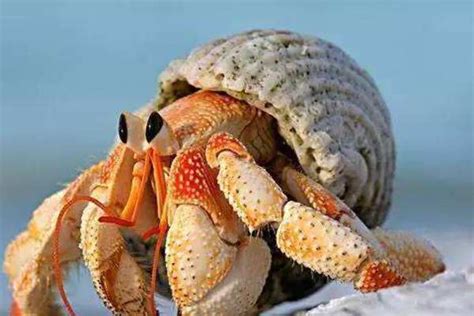 螃蟹商标好名字推荐-以蟹取名的商标-探鸣起名网
