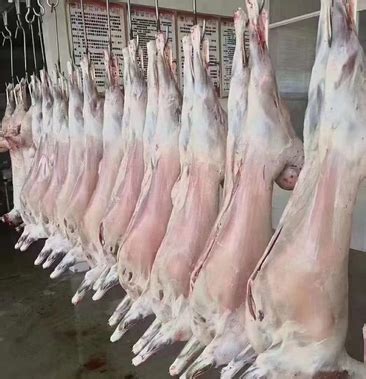 [白条羊批发]内蒙古羊肉 整只白条羊现杀现卖保证新鲜产地发货羊白条价格36.00元/斤 - 一亩田
