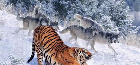 老虎的天敌是狮子还是狼群？10头狼能打赢一只东北虎吗？|东北虎|狼群|天敌_新浪新闻