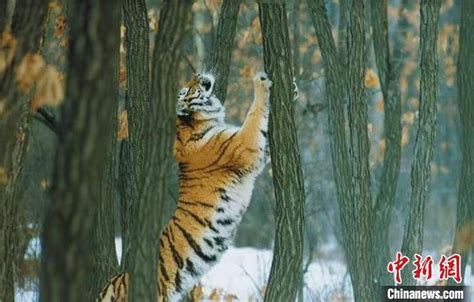 老汉公园遛老虎引围观：被证实是饲养员_新浪图片